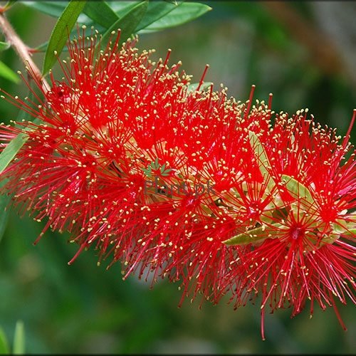 BOTTLE BRUSH - FLOWER TREE - Plant.Pk