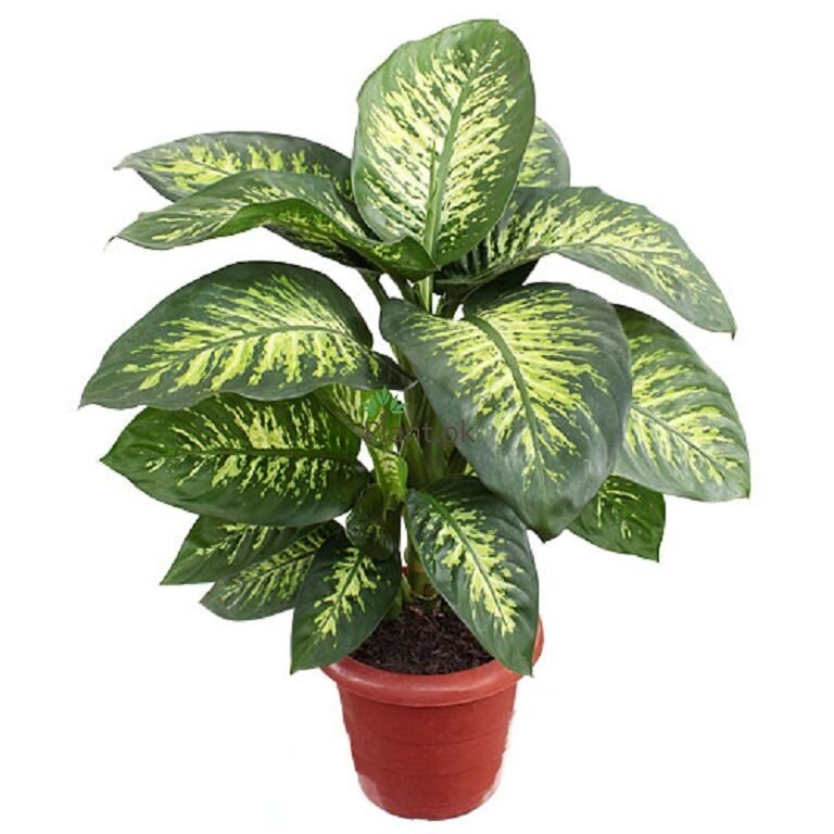 Dieffenbachia Or Diffenbekia - Buy Diffenbekia Online In PakistanPlant.Pk