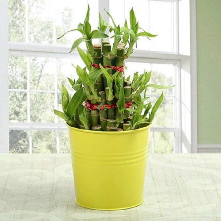 Lucky Bamboo Plant - Indoor Plants - Table Plants - Plant.Pk