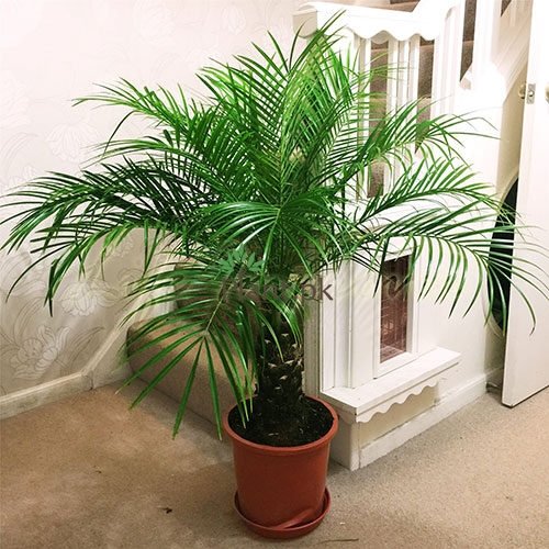 Phoenix Palm - Plant.pk