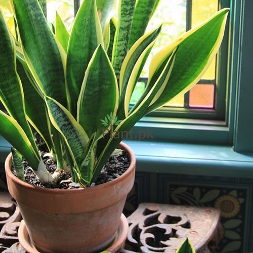 SNAKE PLANT - MOTHER-IN-LAW TONGUE - Plant.Pk