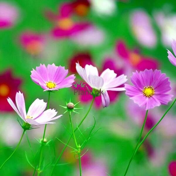 COSMOS FLOWER - SUMMER SEEDS - Plant.Pk