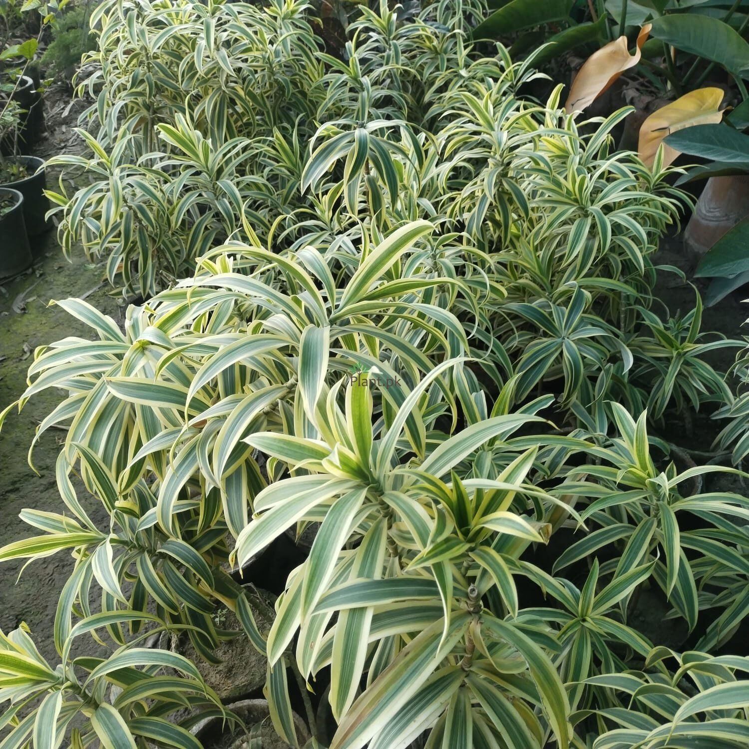 Song Of India Dracena